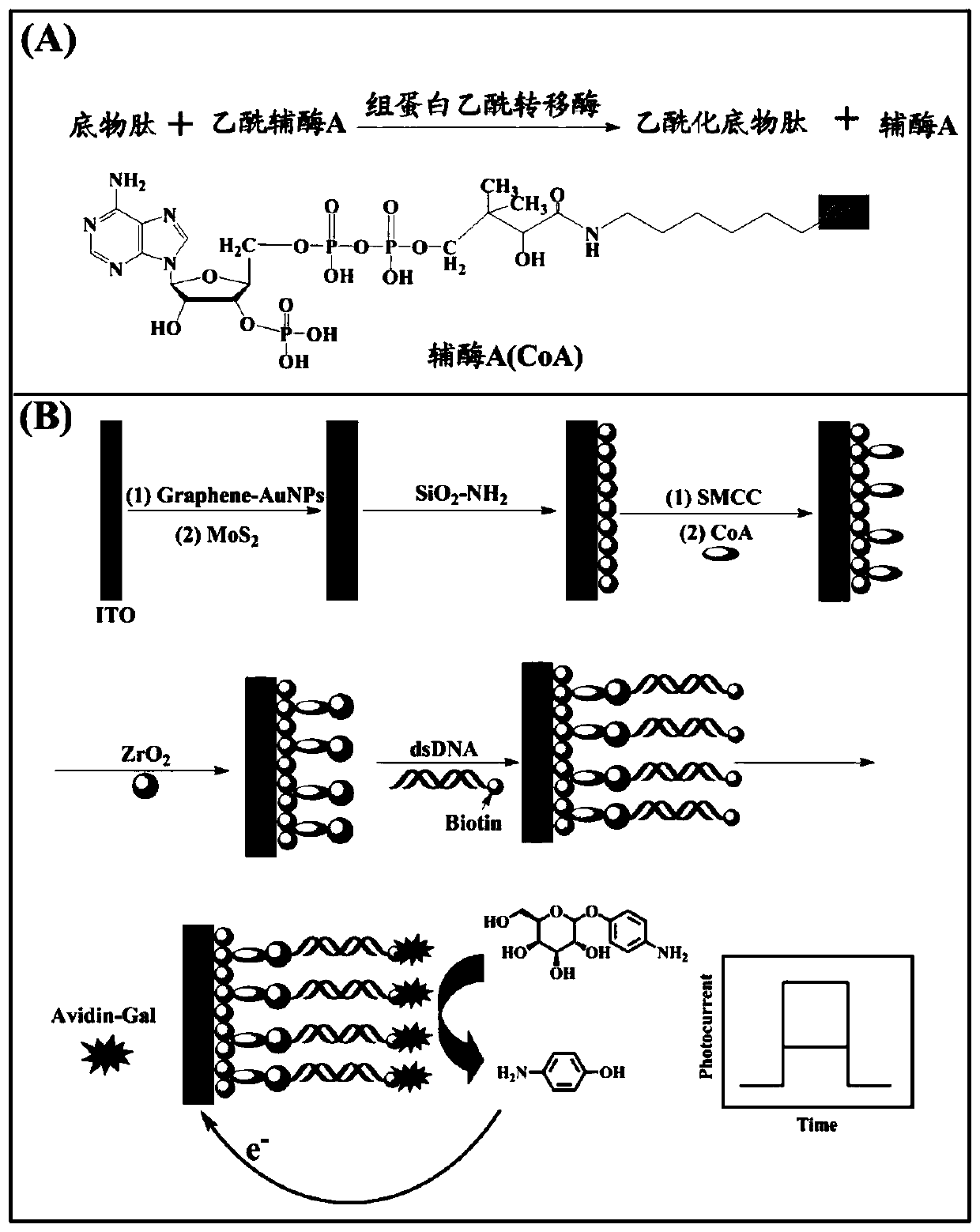 A photoelectrochemical sensor for detecting histone acetyltransferase and its detection method