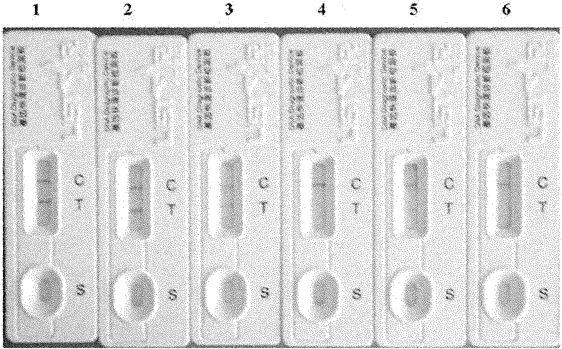 Internal reference detection system and kit for isothermal nucleic acid amplification reaction