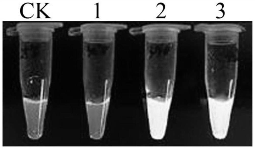 A kind of litsea cubeba tissue culture method