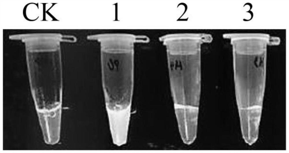 A kind of litsea cubeba tissue culture method