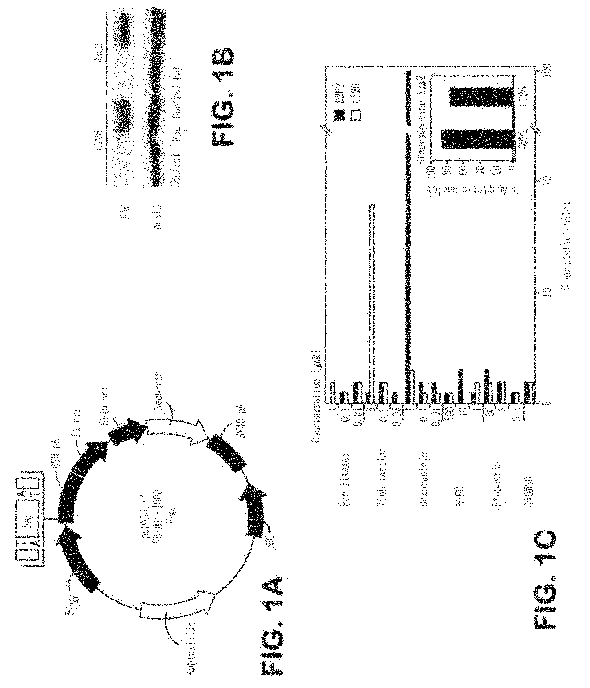 DNA composition against tumor stromal antigen FAP and methods of use thereof