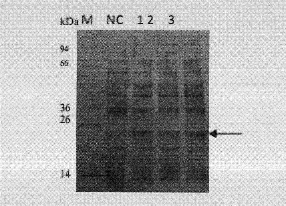 Fused polypeptide mutant containing protein transduction domain and preparation method thereof