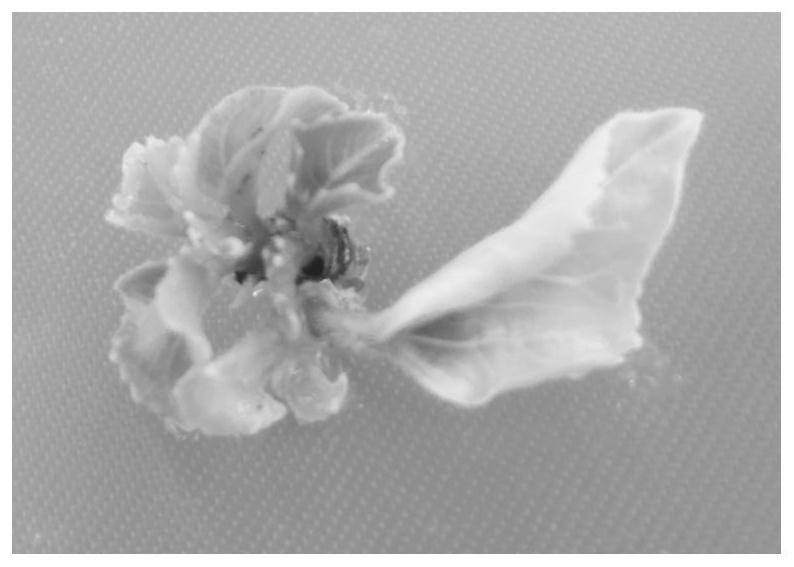 Tissue culture regeneration method of Denmark hibiscus