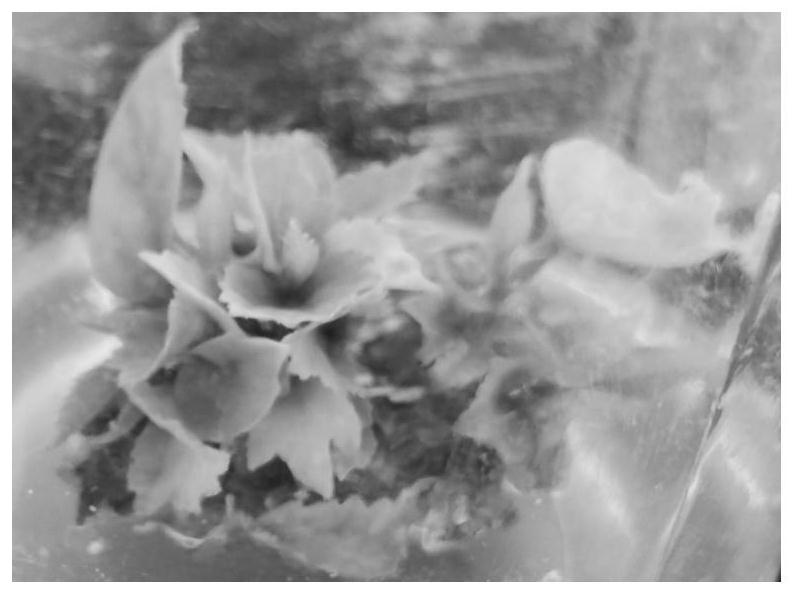 Tissue culture regeneration method of Denmark hibiscus