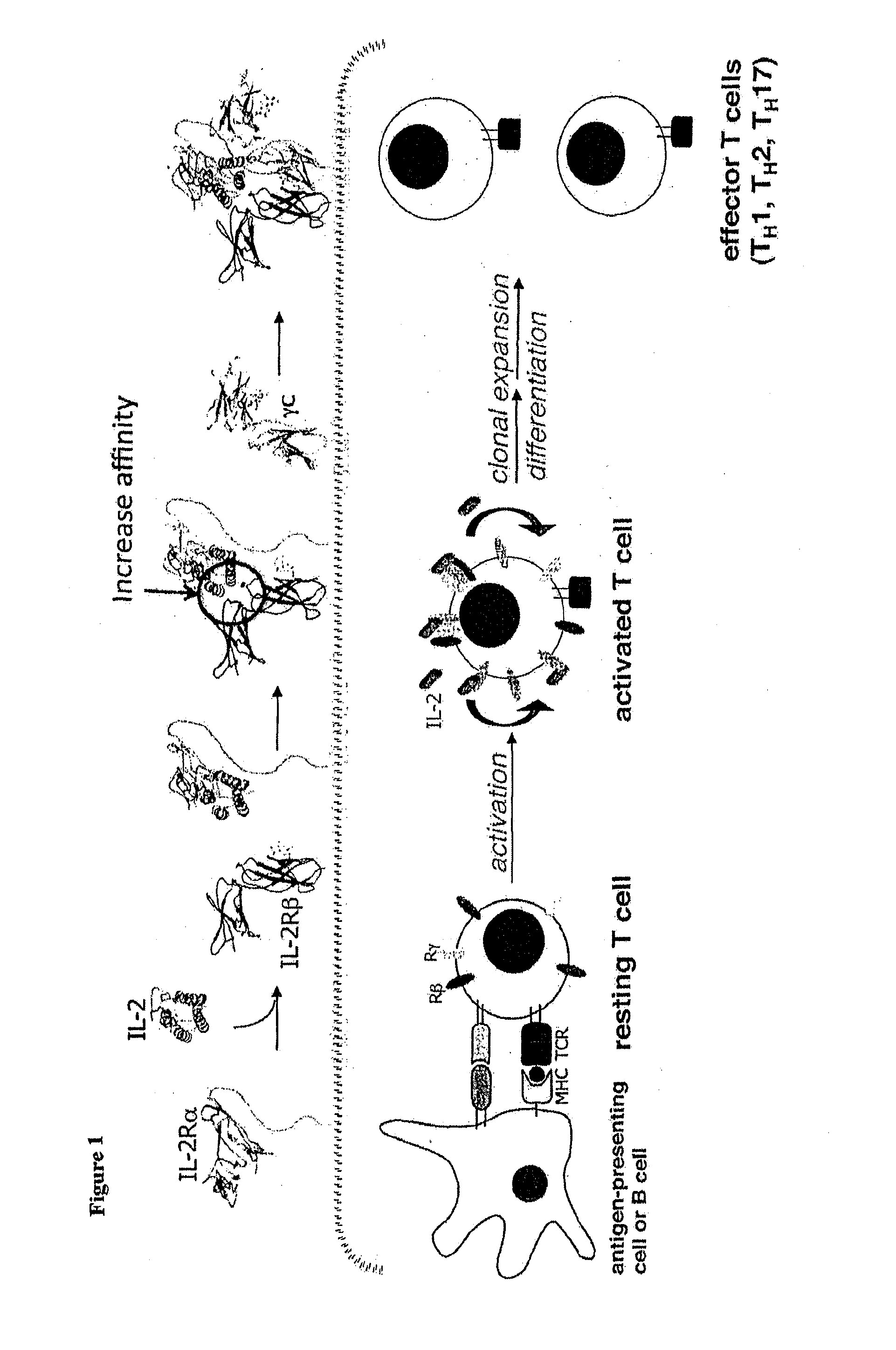 Superagonists and antagonists of interleukin-2