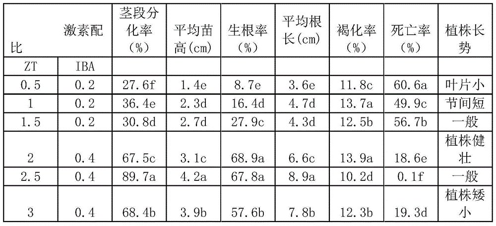 A kind of culture medium of blueberry Mayden primary culture and its preparation method and application