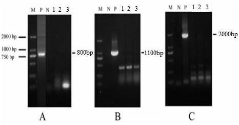 Preparation method of dna vaccine with deletion of ul5 gene of herpes simplex virus type I