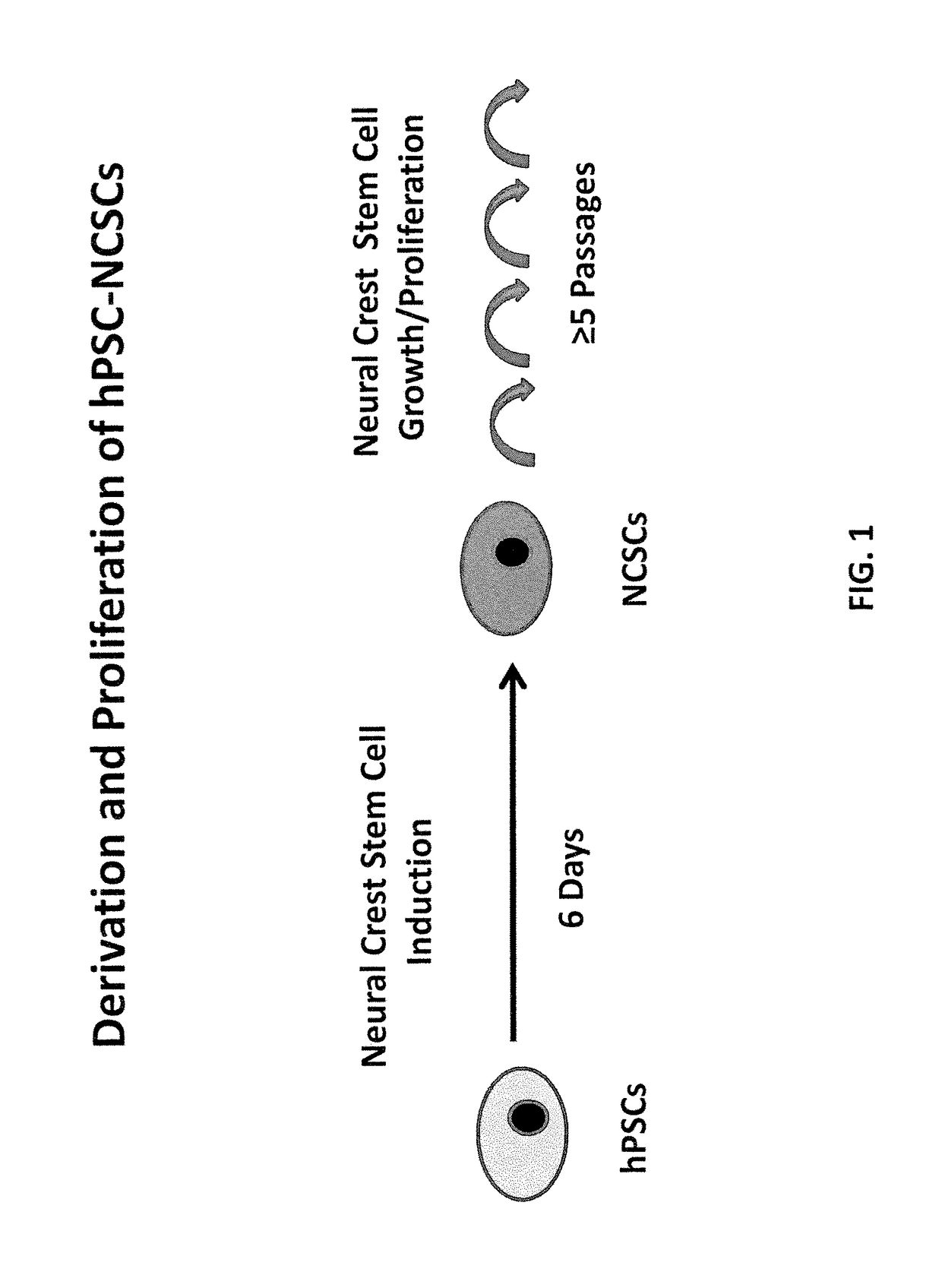 Derivation of neural crest stem cells and uses thereof