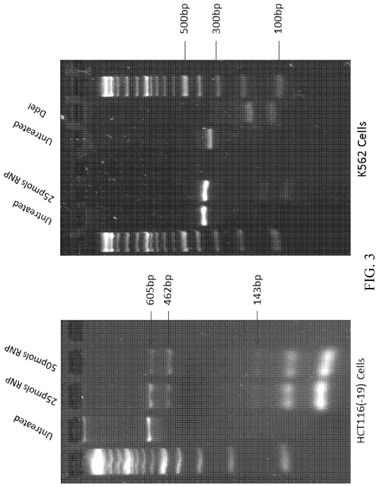 Methods for in vitro site-directed mutagenesis using gene editing technologies
