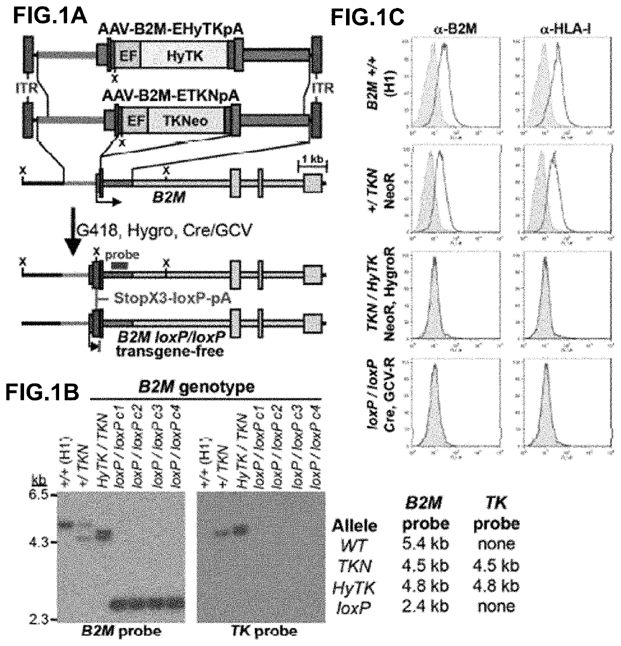 Beta-2 microglobulin-deficient cells