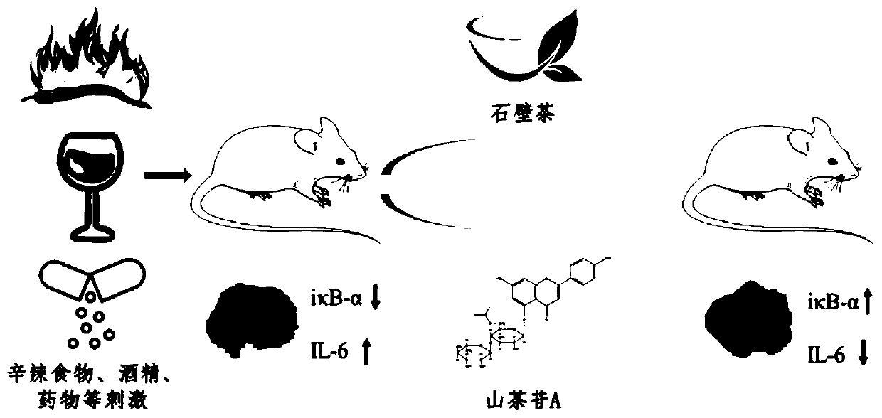 Application of adinandra nitida and camellianin A in preparation of medicine for treating gastric ulcer