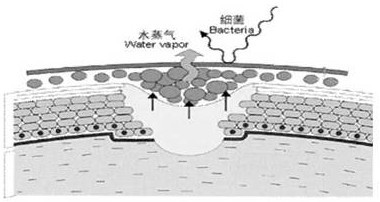 Traditional Chinese medicinal gel with antibacterial and active repairing functions for vagina