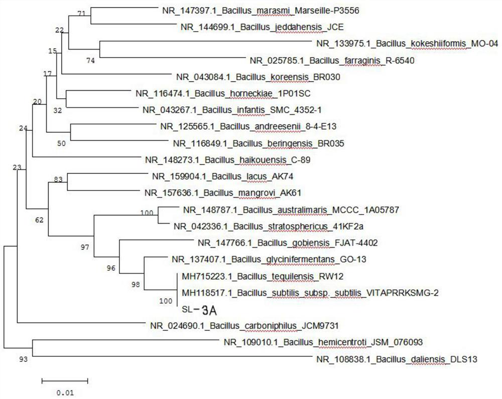 A strain of Bacillus subtilis sl-3a, a tobacco stalk degrading bacterial agent and its preparation method and application