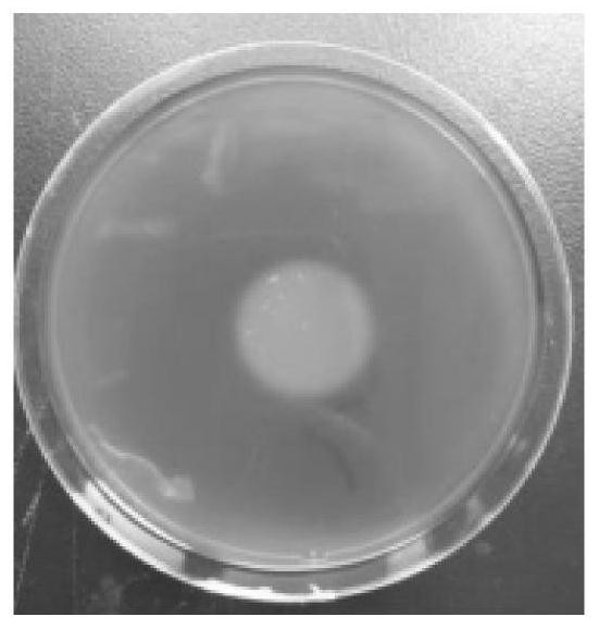 A strain of Bacillus subtilis sl-3a, a tobacco stalk degrading bacterial agent and its preparation method and application