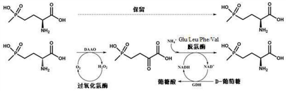Glu/Leu/Phe/Val dehydrogenase mutant and application thereof in preparation of L-glufosinate