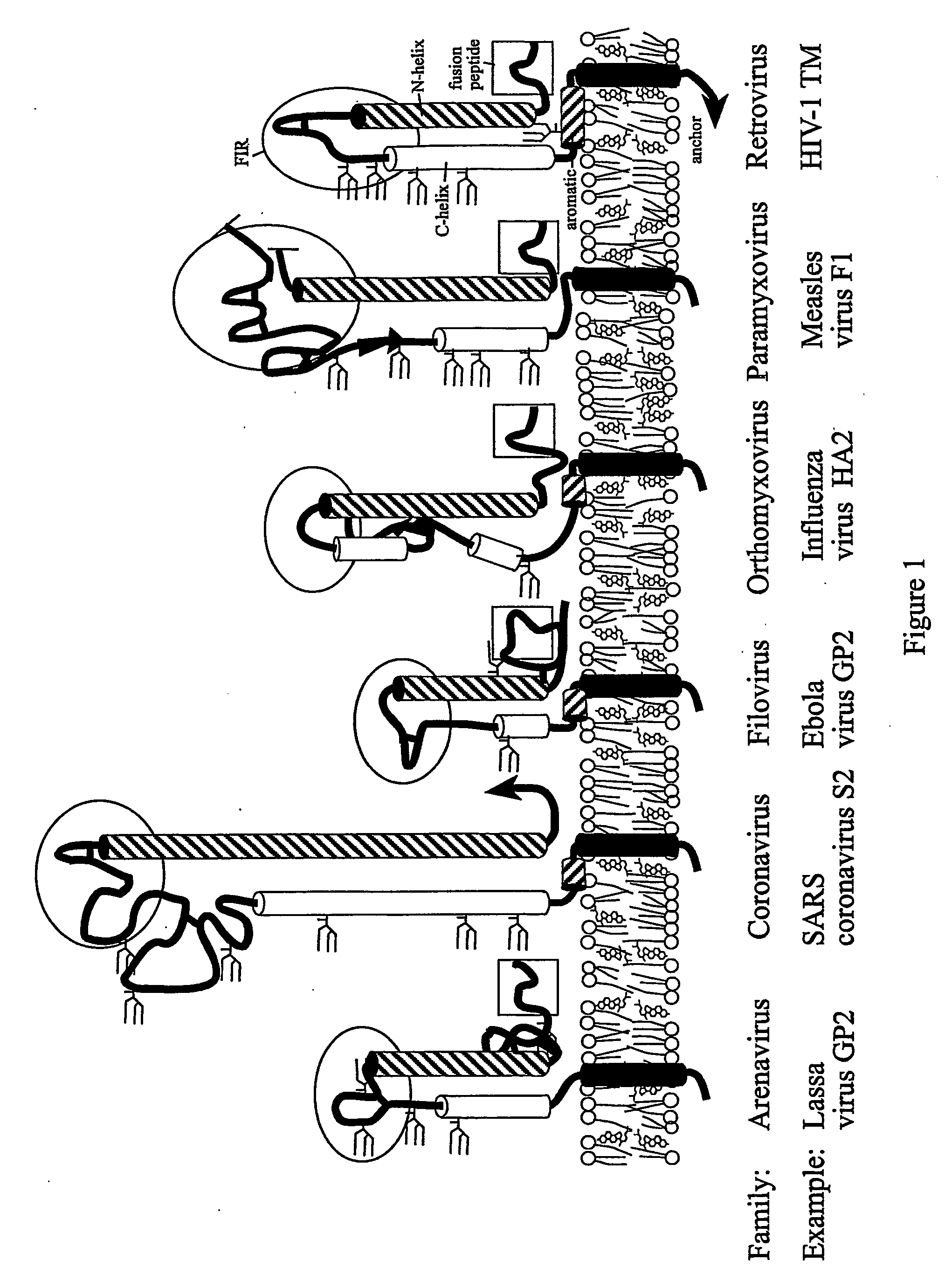 Method of preventing virus: cell fusion by inhibiting the function of the fusion initiation region in rna viruses having class i membrane fusogenic envelope proteins