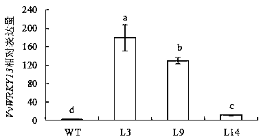 Application of grape early-ripening gene vvwrky13 in regulating ethylene biosynthesis in plants