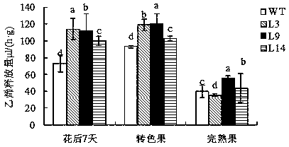 Application of grape early-ripening gene vvwrky13 in regulating ethylene biosynthesis in plants