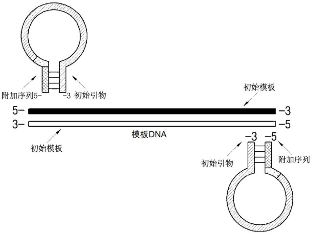 Oligonucleotide with dumbbell structure, primer for nucleic acid amplification containing same, and nucleic acid amplification method using same