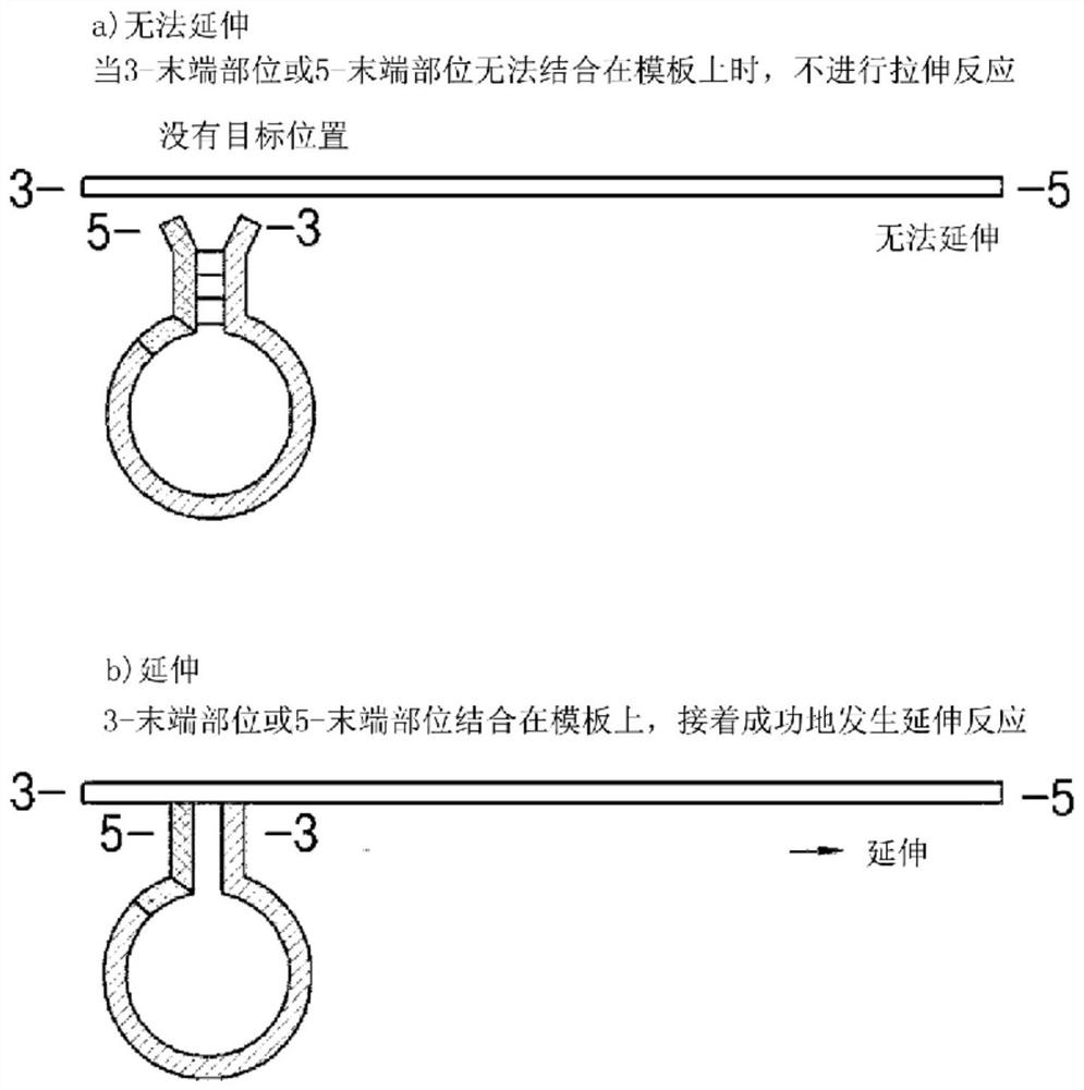 Oligonucleotide with dumbbell structure, primer for nucleic acid amplification containing same, and nucleic acid amplification method using same