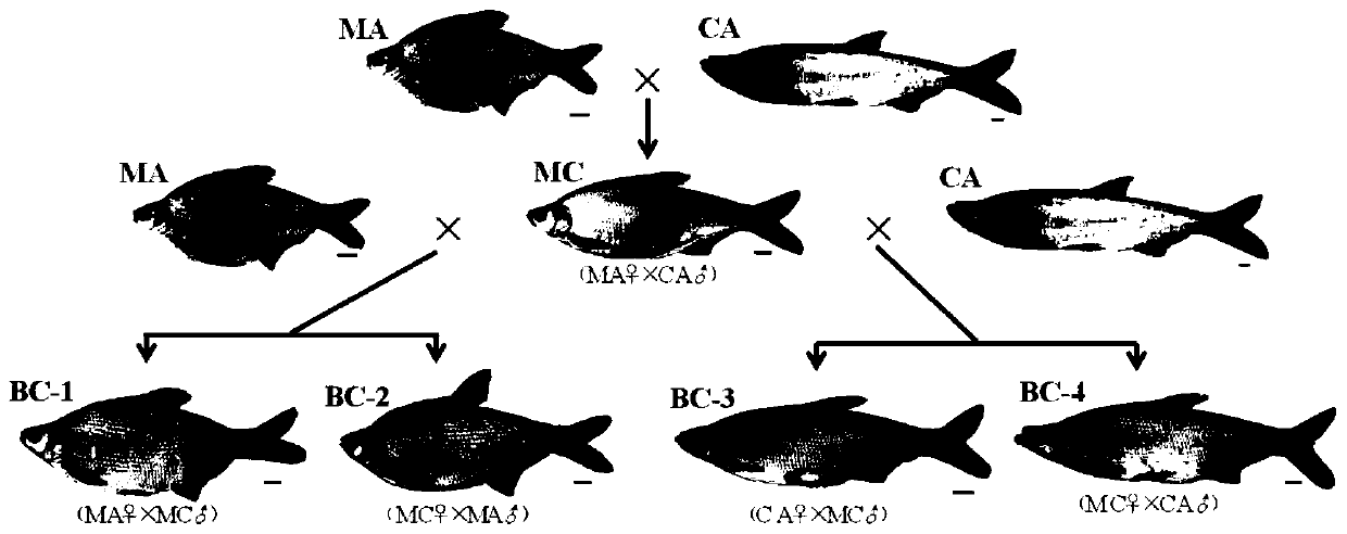 Feed for hybrid fish and preparation method and application thereof