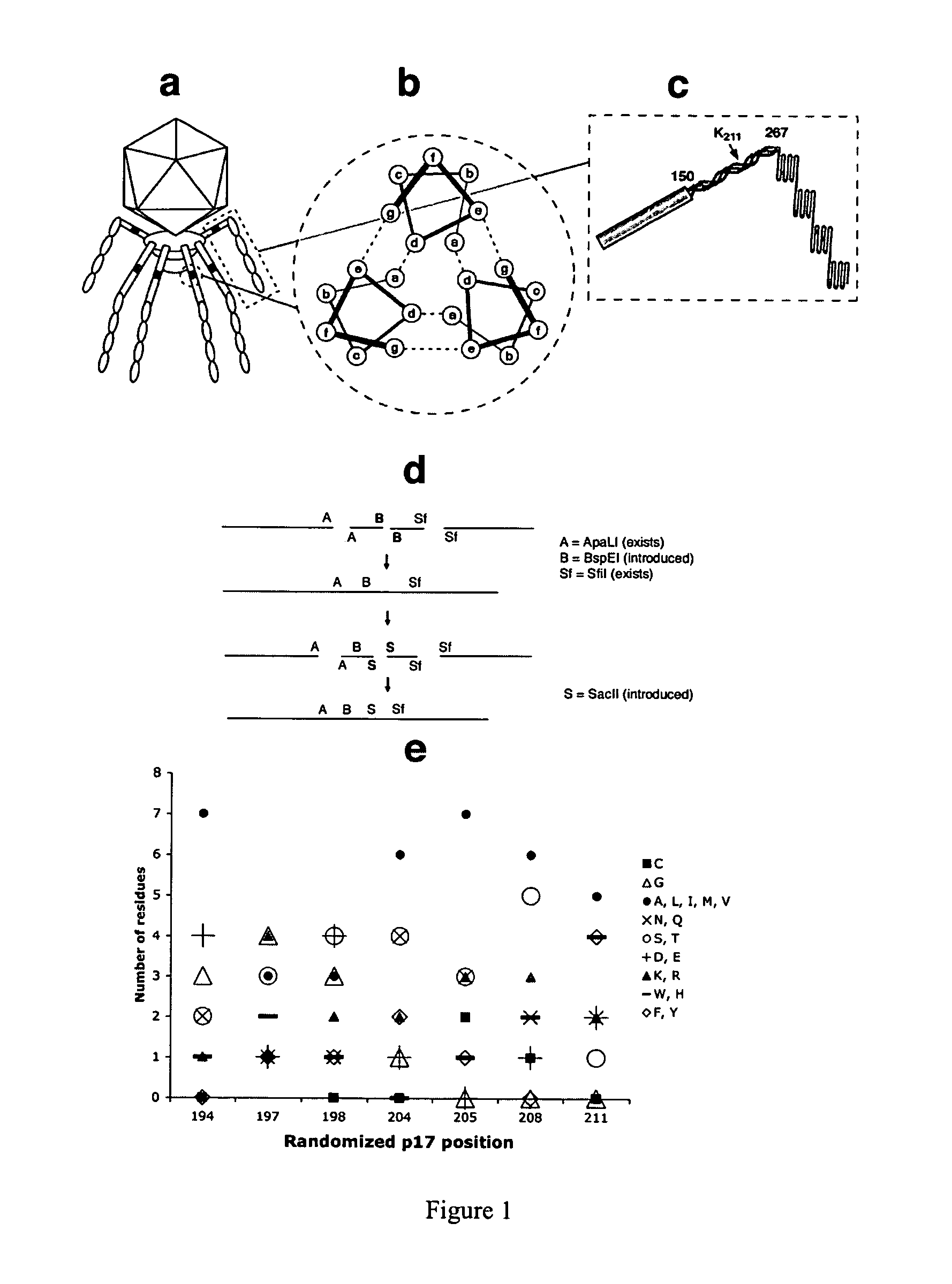 T7 phage peptide display system and uses thereof