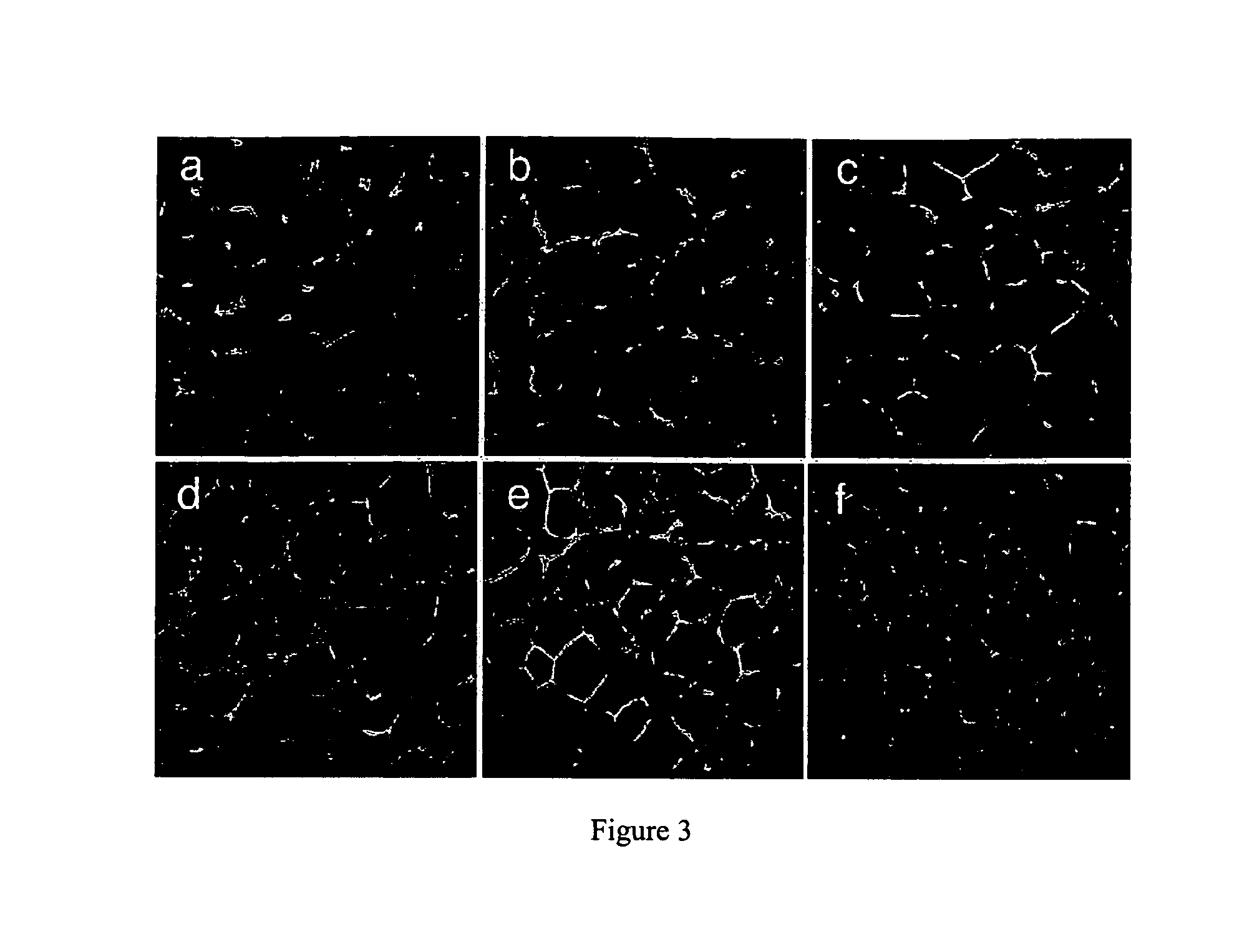 T7 phage peptide display system and uses thereof