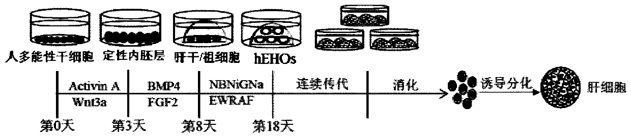 Functional hepatocyte induction method and special three-dimensional induction culture medium and application thereof