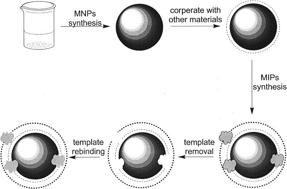Preparation method of magnetic microspheres-based levofloxacin surface imprinted material