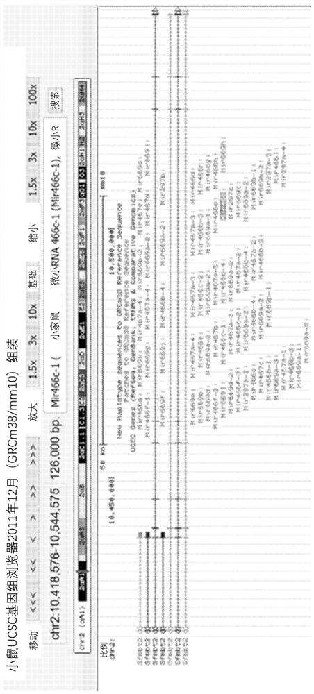 Synthetic microrna mimics