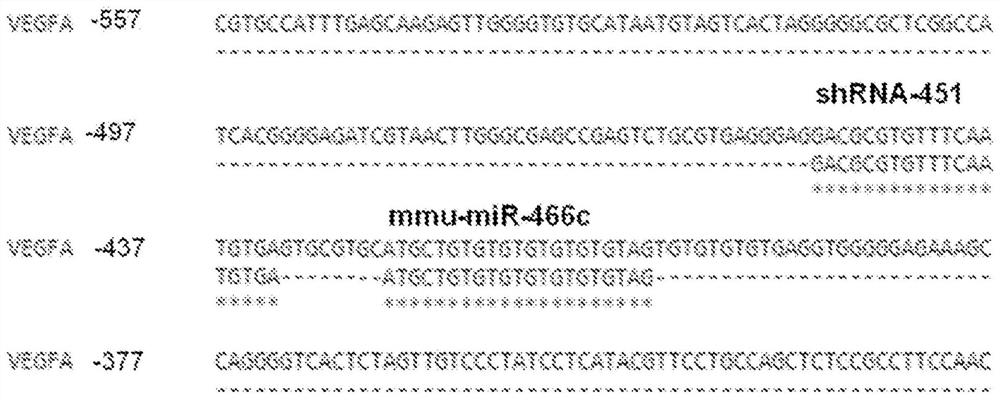 Synthetic microrna mimics