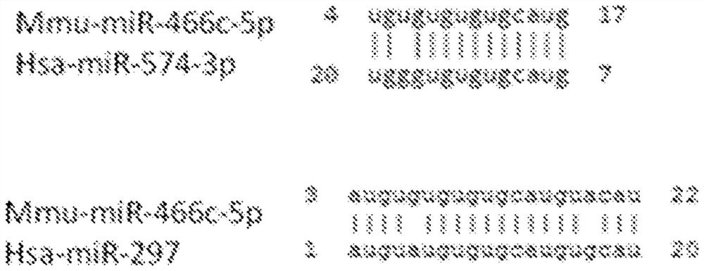 Synthetic microrna mimics