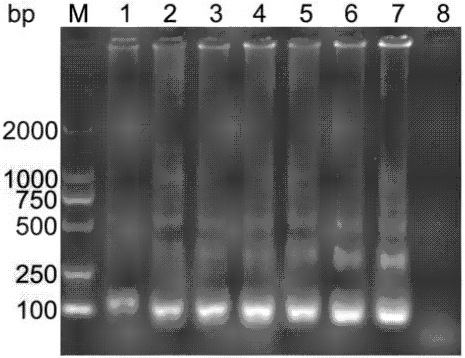 LAMP primer group for detecting porcine circovirus type 3, kit and application thereof