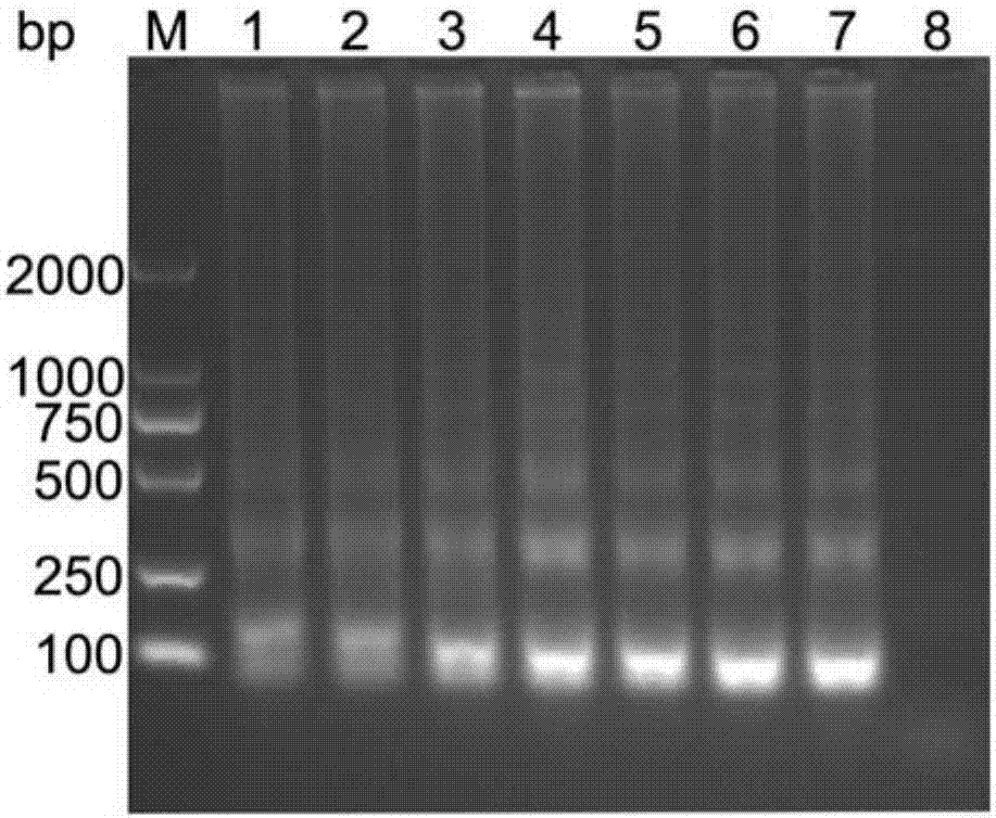 LAMP primer group for detecting porcine circovirus type 3, kit and application thereof