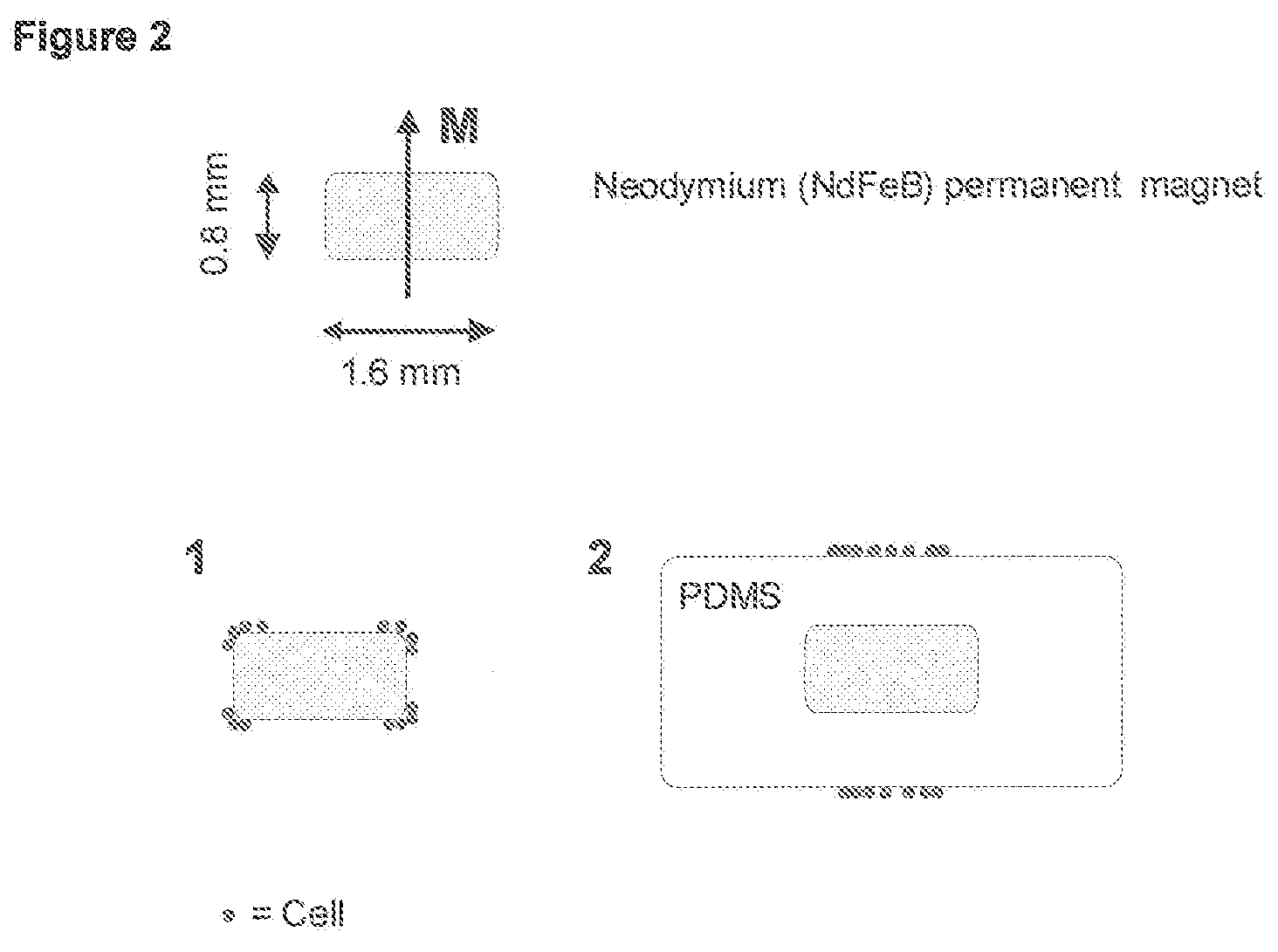 Method and apparatus for imaging target components in a biological sample using permanent magnets