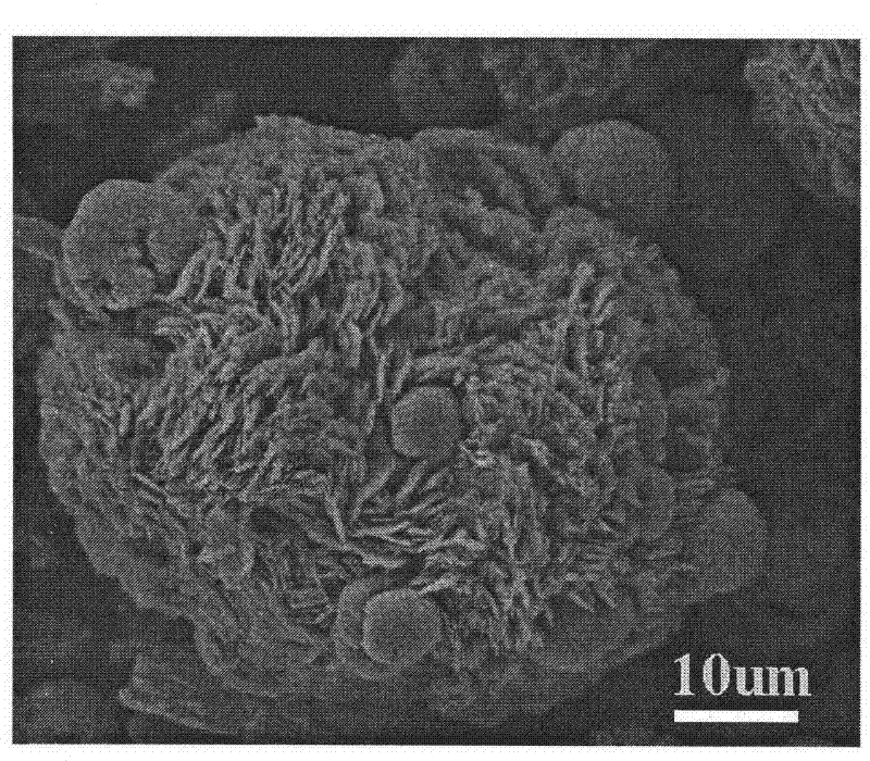 Alpha-TeO2 of micro structure and production method and application thereof
