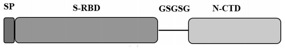 Stable coronavirus recombinant protein dimer and its expression vector