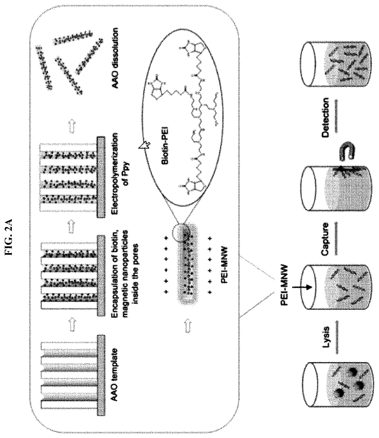 Method for diagnosing cancer using cfdna