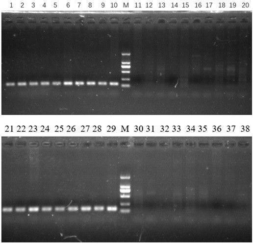 Molecular marker C27449 for rapidly identifying genetic sex of penaeus japonicus and application of molecular marker C27449