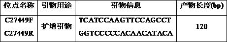 Molecular marker C27449 for rapidly identifying genetic sex of penaeus japonicus and application of molecular marker C27449