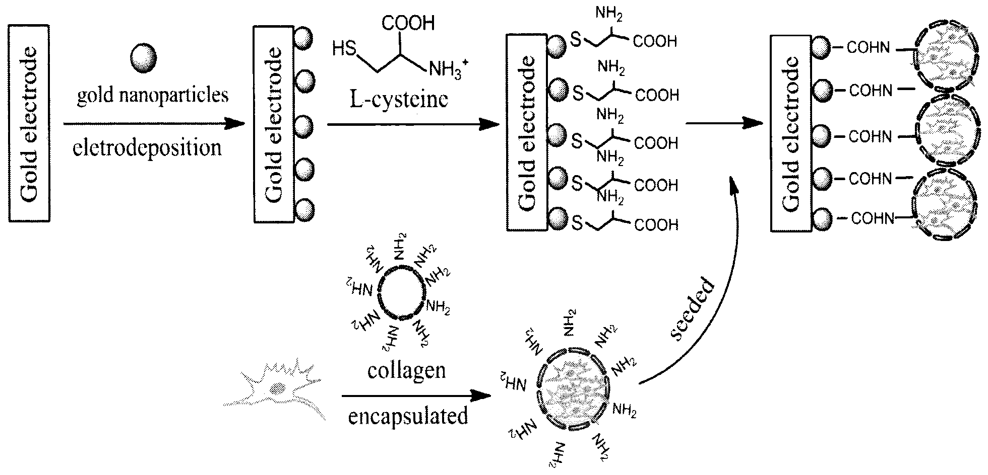 Preparation method and application of L-cysteine/gold nanoparticle composite film cell sensor for allergen detection