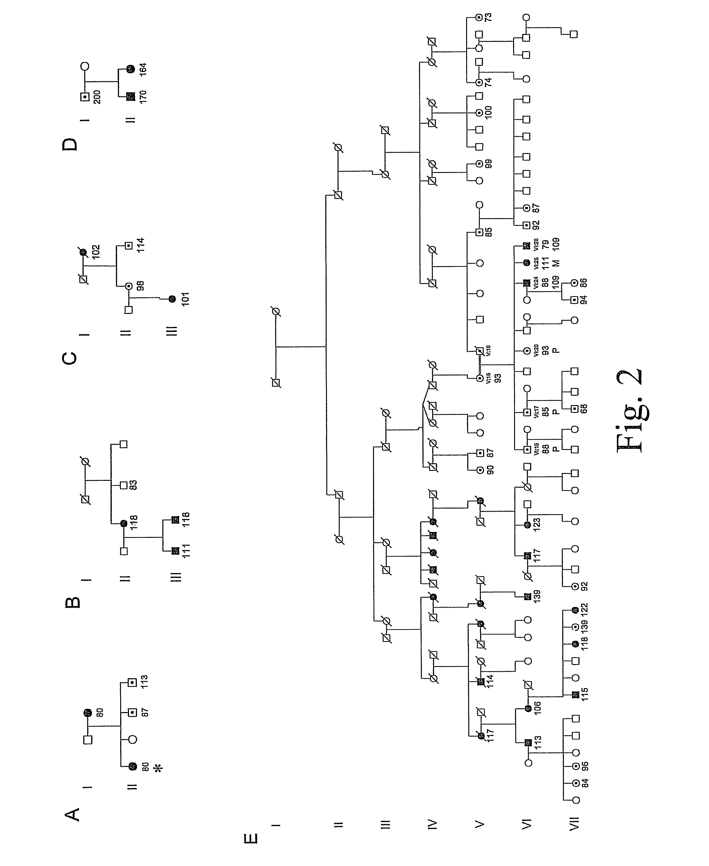 Spinocerebellar ataxia type 8 and methods of detection