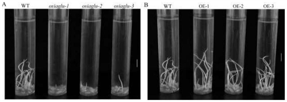 Application of rice auxin glycosyltransferase gene in cultivation of flooding-resistant rice varieties