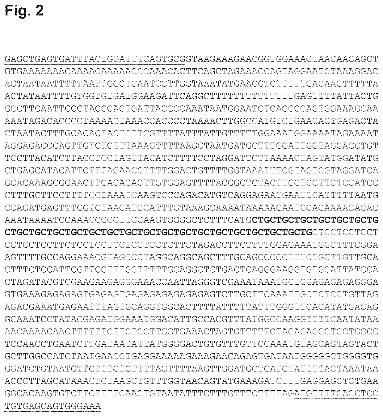 Use of single-stranded antisense oligonucleotide in prevention or treatment of genetic diseases involving a trinucleotide repeat expansion