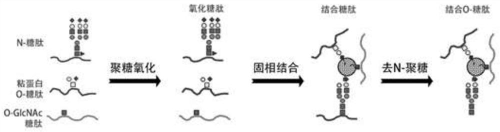 Preparation method of solid-phase enriched O-GlcNAc glycopeptide