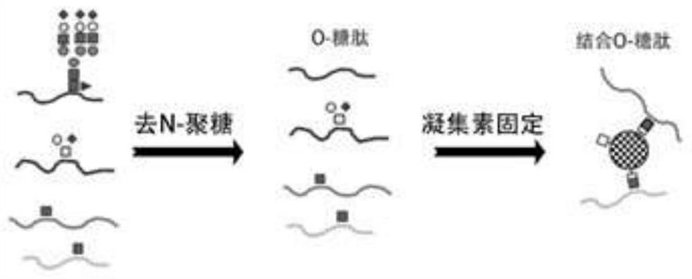 Preparation method of solid-phase enriched O-GlcNAc glycopeptide