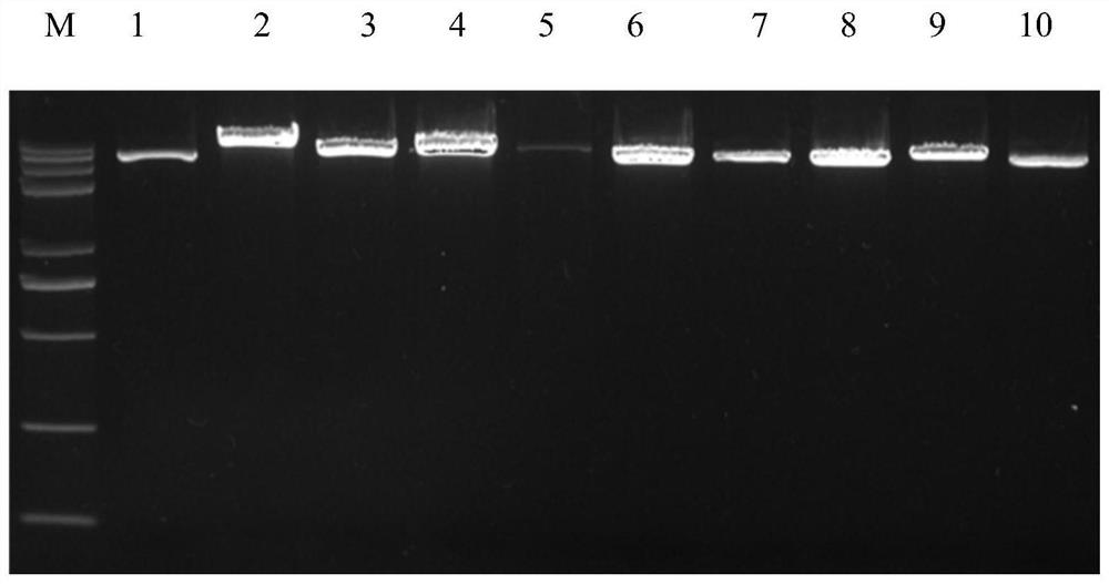 A method for in vitro construction of silkworm plasmopolyhedrosis virus based on dna vector