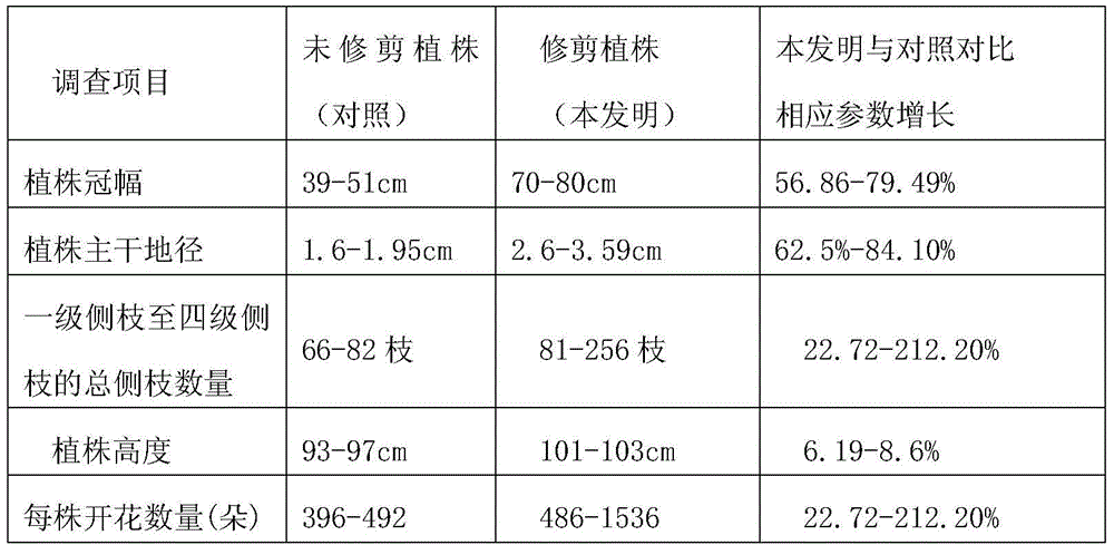 A kind of tree shape cultivation method of Rhododendron yunnanensis