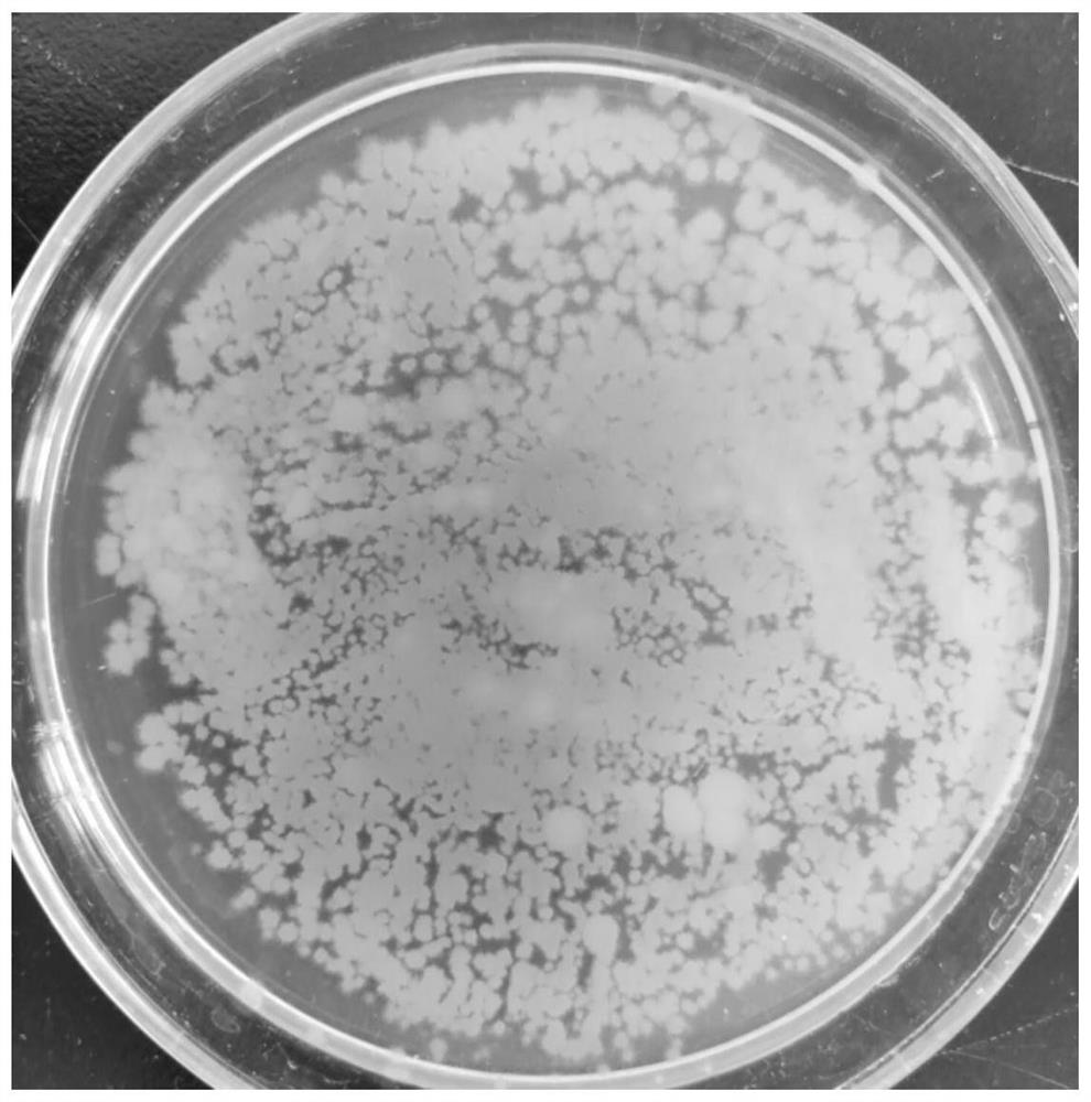 Copper-resistant cholate-resistant bacterial strain, probiotic agent and application of copper-resistant cholate-resistant bacterial strain and probiotic agent