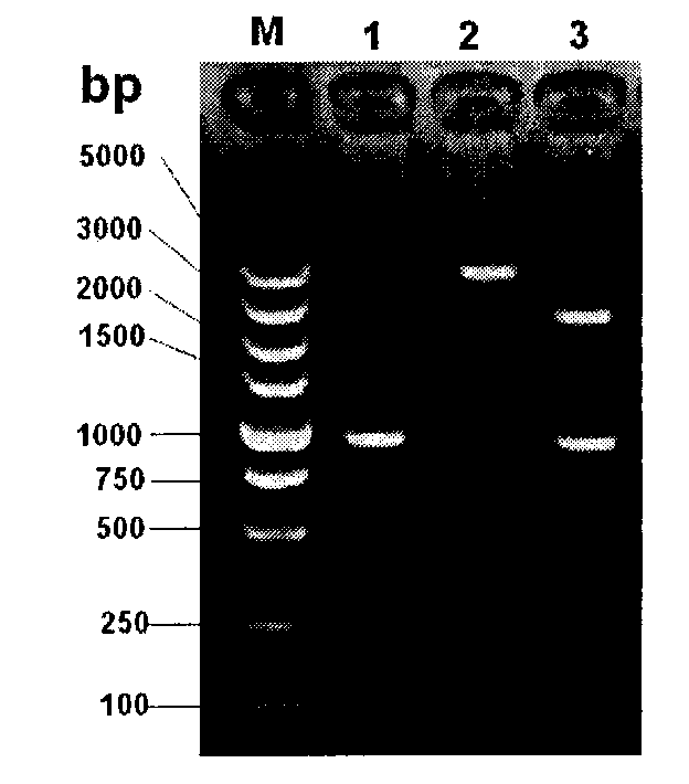 Staphylococcus aureus capsular polysaccharide and protein conjugate and preparation method and application thereof